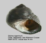 Diloma nigerrimum (3)